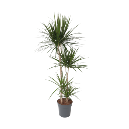 Drakenbloedboom - Dracaena marginata - Hoogte 150-160cm - ⌀27cm