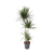 Drakenbloedboom - Dracaena marginata - Hoogte 150-160cm - ⌀27cm