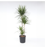 Drakenbloedboom - Dracaena marginata - Hoogte 150-160cm - ⌀27cm