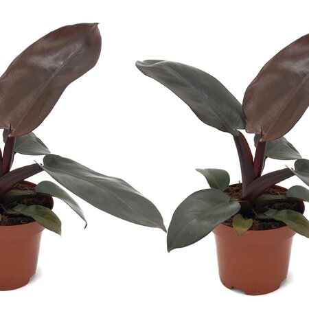 Philodendron - Set van 2 - Philodendron Black Cardinal - Hoogte 20-30cm - ⌀12cm