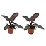 Philodendron - Set van 2 - Philodendron Black Cardinal - Hoogte 20-30cm - ⌀12cm
