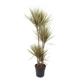 Drakenbloedboom - Dracaena marginata 'Bicolor' - Hoogte 140-150cm - ⌀27cm
