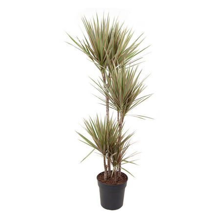 Drakenbloedboom - Dracaena marginata 'Bicolor' - Hoogte 140-150cm - ⌀27cm