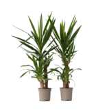Palmlelie - Set van 2 - Yucca elephantipes - Hoogte 70-80cm - ⌀21cm