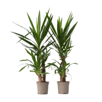 Palmlelie - Set van 2 - Yucca elephantipes - Hoogte 70-80cm - ⌀21cm