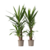 Palmlelie - Set van 2 - Yucca elephantipes - Hoogte 70-80cm - ⌀21cm