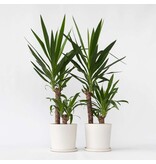 Palmlelie - Set van 2 - Yucca elephantipes - Hoogte 70-80cm - ⌀21cm