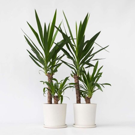 Palmlelie - Set van 2 - Yucca elephantipes - Hoogte 70-80cm - ⌀21cm
