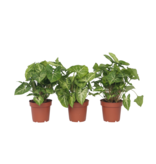 Pijlplant - Set van 3 - Syngonium podophyllum 'Pixie' - Hoogte 25-40cm - ⌀12cm