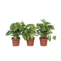 Pijlplant - Set van 3 - Syngonium podophyllum 'Pixie' - Hoogte 25-40cm - ⌀12cm