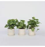 Pijlplant - Set van 3 - Syngonium podophyllum 'Pixie' - Hoogte 25-40cm - ⌀12cm