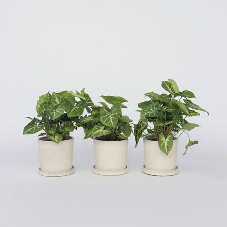 Pijlplant - Set van 3 - Syngonium podophyllum 'Pixie' - Hoogte 25-40cm - ⌀12cm
