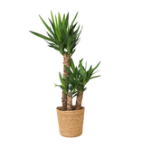 Palmlelie met mand - Yucca elephantipes - Hoogte 70-80cm - ⌀21cm