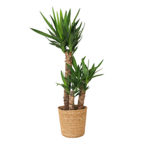 Palmlelie met mand - Yucca elephantipes - Hoogte 70-80cm - ⌀21cm