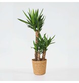 Palmlelie met mand - Yucca elephantipes - Hoogte 70-80cm - ⌀21cm