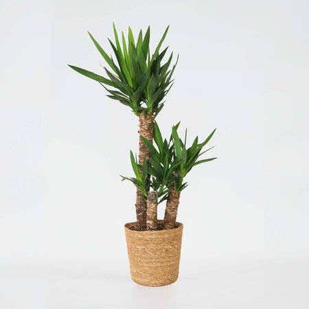 Palmlelie met mand - Yucca elephantipes - Hoogte 70-80cm - ⌀21cm