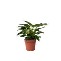 Witte Golfplant - Philodendron 'White Wave' - Hoogte 25-40cm - ⌀12cm