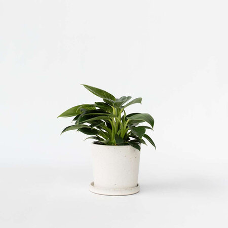 Witte Golfplant - Philodendron 'White Wave' - Hoogte 25-40cm - ⌀12cm