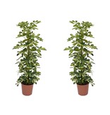 Vingersboom - Set van 2 - Schefflera 'Dalton' - Hoogte 90-100cm - ⌀21cm