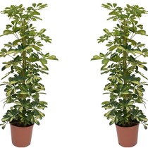 Vingersboom - Set van 2 - Schefflera 'Dalton' - Hoogte 90-100cm - ⌀21cm
