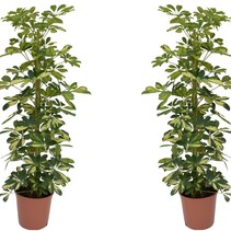 Vingersboom - Set van 2 - Schefflera 'Dalton' - Hoogte 90-100cm - ⌀21cm