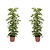 Vingersboom - Set van 2 - Schefflera 'Dalton' - Hoogte 90-100cm - ⌀21cm