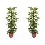 Vingersboom - Set van 2 - Schefflera 'Dalton' - Hoogte 90-100cm - ⌀21cm
