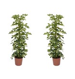 Vingersboom - Set van 2 - Schefflera 'Dalton' - Hoogte 90-100cm - ⌀21cm