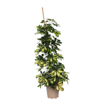 Vingersboom - Schefflera 'Dalton' - Hoogte 90-100cm - ⌀21cm