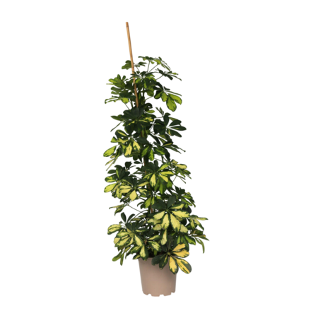Vingersboom - Schefflera 'Dalton' - Hoogte 90-100cm - ⌀21cm