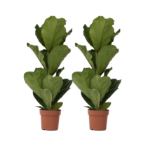 Vioolbladplant - Set van 2 - Ficus Lyrata - Hoogte 70-90cm - ⌀21cm