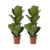 Vioolbladplant - Set van 2 - Ficus Lyrata - Hoogte 70-90cm - ⌀21cm