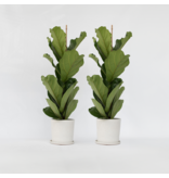 Vioolbladplant - Set van 2 - Ficus Lyrata - Hoogte 70-90cm - ⌀21cm