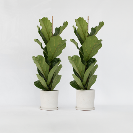 Vioolbladplant - Set van 2 - Ficus Lyrata - Hoogte 70-90cm - ⌀21cm