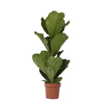 Vioolbladplant - Ficus Lyrata - Hoogte 70-90cm - ⌀21cm