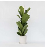 Vioolbladplant - Ficus Lyrata - Hoogte 70-90cm - ⌀21cm