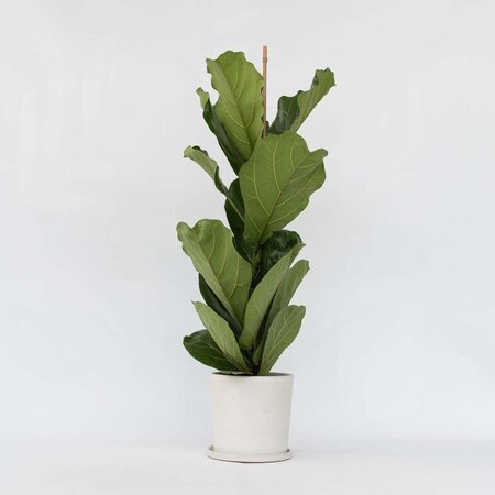 Vioolbladplant - Ficus Lyrata - Hoogte 70-90cm - ⌀21cm