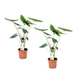 Olifantsoor - Set van 2 - Alocasia 'Zebrina' - Hoogte 60-70cm - ⌀17cm