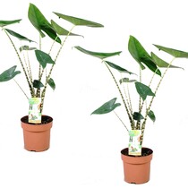 Olifantsoor - Set van 2 - Alocasia 'Zebrina' - Hoogte 60-70cm - ⌀17cm