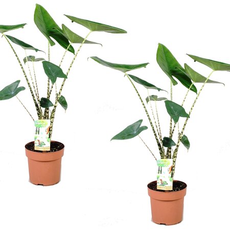 Olifantsoor - Set van 2 - Alocasia 'Zebrina' - Hoogte 60-70cm - ⌀17cm