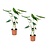 Olifantsoor - Set van 2 - Alocasia 'Zebrina' - Hoogte 60-70cm - ⌀17cm