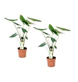 Olifantsoor - Set van 2 - Alocasia 'Zebrina' - Hoogte 60-70cm - ⌀17cm