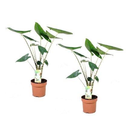Olifantsoor - Set van 2 - Alocasia 'Zebrina' - Hoogte 60-70cm - ⌀17cm