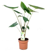 Olifantsoor - Alocasia 'Zebrina' - Hoogte 60-70cm - ⌀17cm