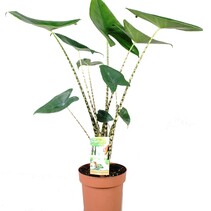 Olifantsoor - Alocasia 'Zebrina' - Hoogte 60-70cm - ⌀17cm