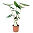 Olifantsoor - Alocasia 'Zebrina' - Hoogte 60-70cm - ⌀17cm