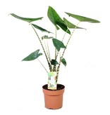 Olifantsoor - Alocasia 'Zebrina' - Hoogte 60-70cm - ⌀17cm