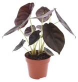 Olifantsoor - Alocasia cuprea 'Red Secret' - Hoogte 25-35cm - ⌀12cm
