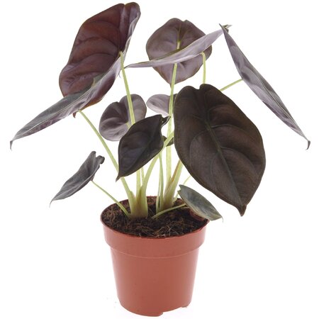 Olifantsoor - Alocasia cuprea 'Red Secret' - Hoogte 25-35cm - ⌀12cm