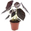 Olifantsoor - Alocasia cuprea 'Red Secret' - Hoogte 25-35cm - ⌀12cm